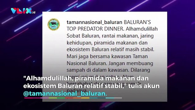 Langka! Macan Tutul Jawa Terekam Kamera di TN Baluran
