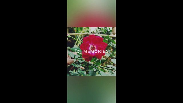 Beautiful Trees And Flowers