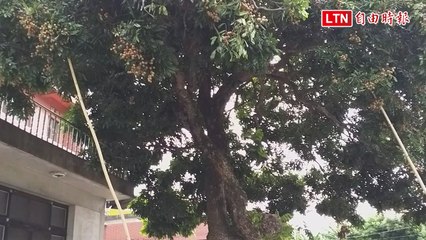 余家百年龍眼樹結實纍纍 8/31開放免費採果