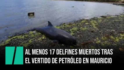 Al menos 17 delfines muertos tras el vertido de petróleo en la costa de Mauricio