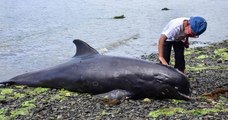 Île Maurice : une dizaine de dauphins ont été retrouvés morts, échoués sur le rivage