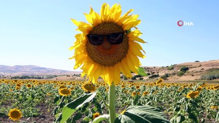 Neden Tunceli'de olmasın dedi, bin dekara ay çekirdeği ve kabak ekti