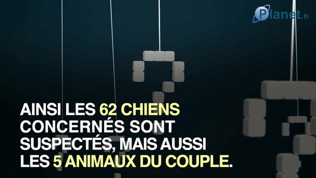 Affaire Elisa Pilarski : zoom sur le chien Curtis