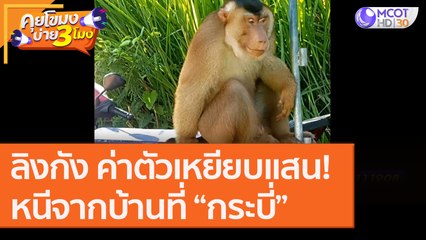 "ลิงกัง" ค่าตัวเหยียบแสน! หนีจากบ้านที่ “กระบี่” [27 ส.ค. 63] คุยโขมงบ่าย 3 โมง | 9 MCOT HD