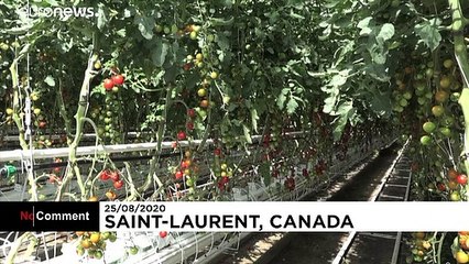 Aubergines et tomates bio prennent de la hauteur sur les toits de Montréal