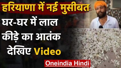 Haryana : Ambala में  Red Insect आतंक, लोगों को बच्चों के कान में घुसने का डर | वनइंडिया हिंदी
