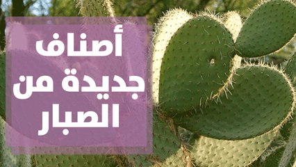 أصناف جديدة من الصبار الاردني تساهم في تطوير المنتج المحلي