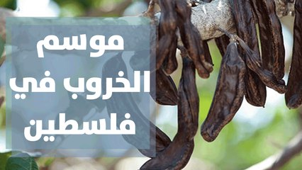 حكايات من التراث والتاريخ يرويها موسم الخروب في فلسطين