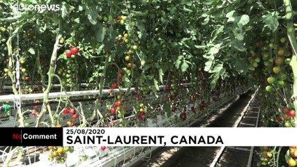 Aubergines et tomates bio prennent de la hauteur sur les toits de Montréal