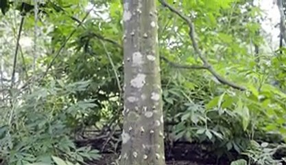 First-grade agarwood can cost as much as $100,000 per kilogram. Why is it so expensive?