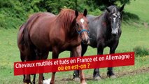 Chevaux mutilés et tués en France et en Allemagne : où en est-on ?