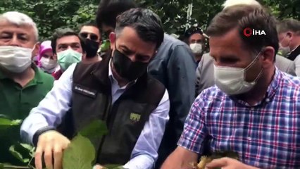 Bakan Pakdemirli, sel bölgesinde fındık topladı