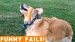 TRY NOT TO LAUGH at FUNNY PET FAILS 2018 _ Funny Pet Videos