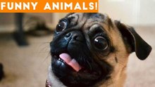 Funniest Pets of the Week Compilation January 2018 _ Funny Pet Videos