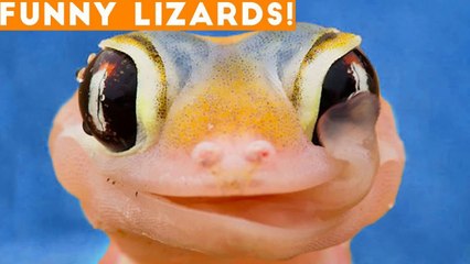 Ultimate Lizard Compilation of 2018 _ Funny Pet Videos