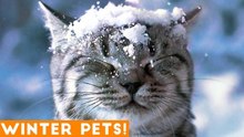 Funniest Winter Animal Video Compilation 2018 _ Funny Pet Videos
