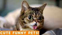 Cute Funny Pets Compilation 2018! _ Funny Pet Videos