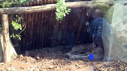 Un bébé otarie et un petit puma, nouvelles vedettes du zoo de Paris