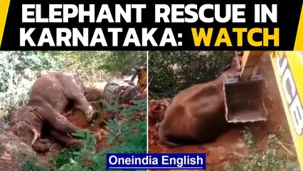 Elephant rescue in Karnataka forest, India | Watch the video | Oneindia News