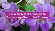 How to Water Orchids to Encourage Beautiful Blooms