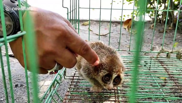 Meet the Southeast Asian animal that's endangered for being 'too cute'