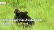 Research camera catches gorillas hugging