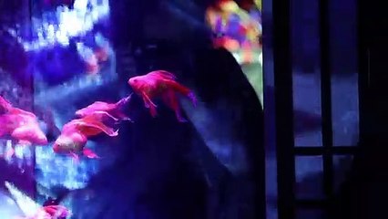 Thousands of goldfish in exhibition at Japan's Art Aquarium