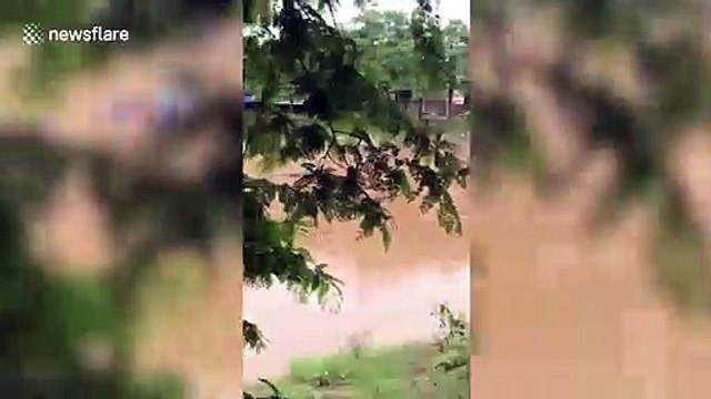 Drowning dog rescued during floods in northern Thailand