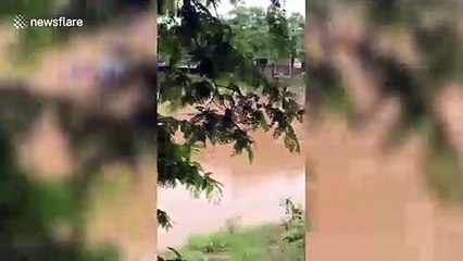 Drowning dog rescued during floods in northern Thailand