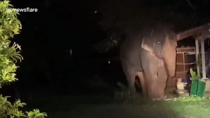 Hungry wild elephant raids hut to steal food