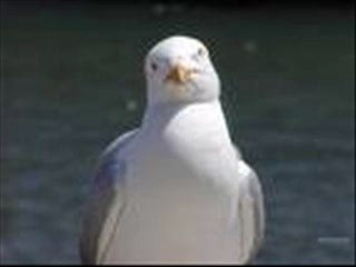 RS presents beloved betrays her lover 'Mere mehboob qayamat'