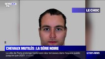 Chevaux mutilés: la gendarmerie de l'Yonne publie le portrait robot d'un suspect
