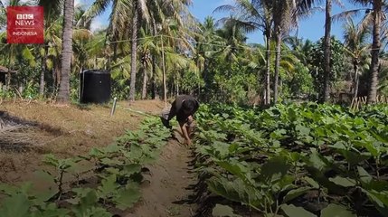 Akibat pandemi Covid-19 di Bali: Pariwisata sepi, warga kembali bertani