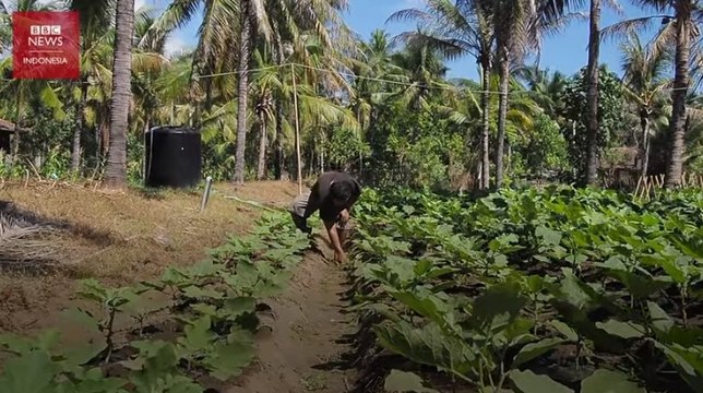 Akibat pandemi Covid-19 di Bali: Pariwisata sepi, warga kembali bertani