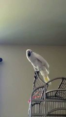 Ce perroquet se prend pour un chien... ouaffff