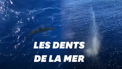 Un garde-côte américain tire sur un requin s'approchant de baigneurs