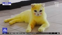 [이슈톡] 온몸 노랗게 염색된 '피카츄' 고양이