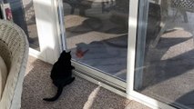 Cat Plays with Bird through Tinted Window