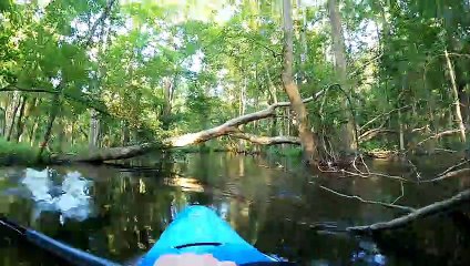 Kayaker Has a Very Close Encounter with Alligator in North Carolina