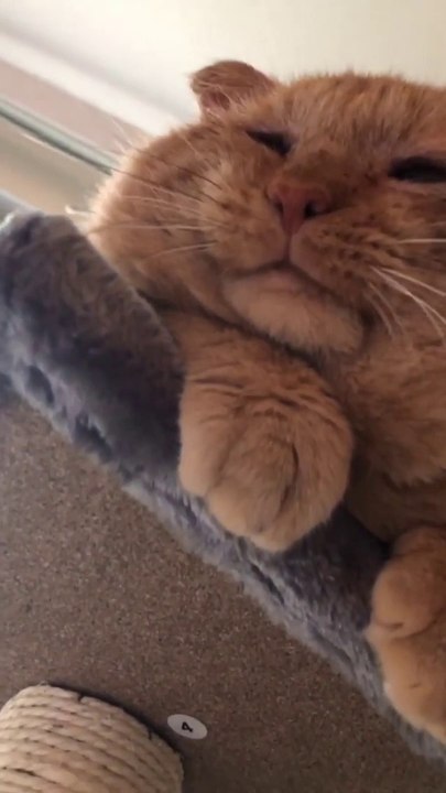 La increíble transformación de un gato después de ser adoptado