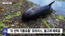 [이 시각 세계] '日선박 기름유출' 모리셔스, 돌고래 떼죽음