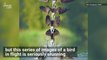 These Birds in Flight Were Captured in Incredible Composite Shots