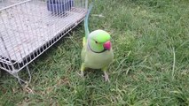 Talking Indian Ring Neck Parrot Enjoying Grass