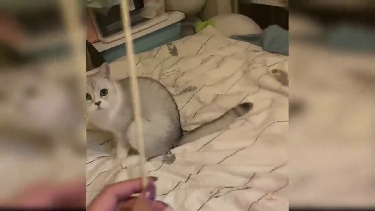 Baby Cats - Cute and Funny Cat Videos Compilation #34 - Aww Animals