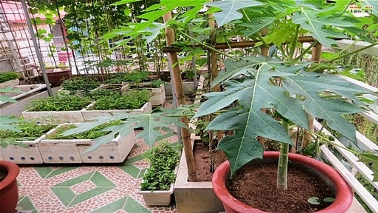 WOW! Strange Papaya trees - Amazing Agriculture Technology