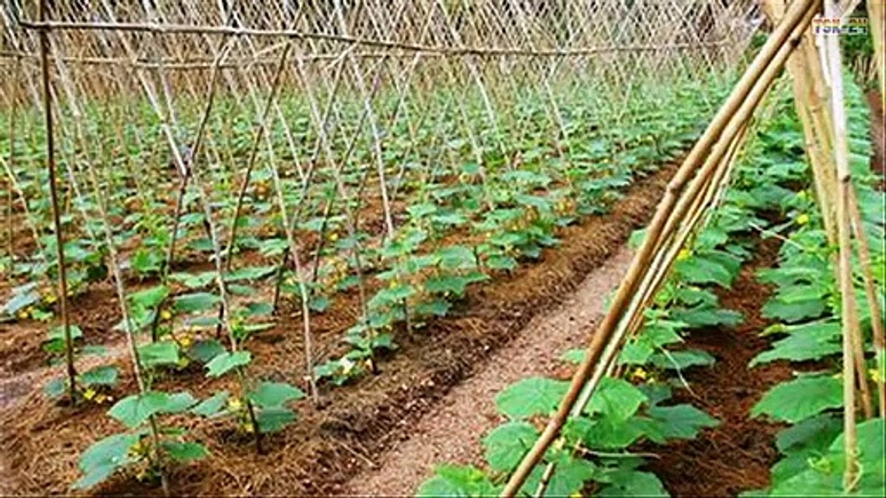WOW! Amazing New Agriculture Technology - Cucumbers
