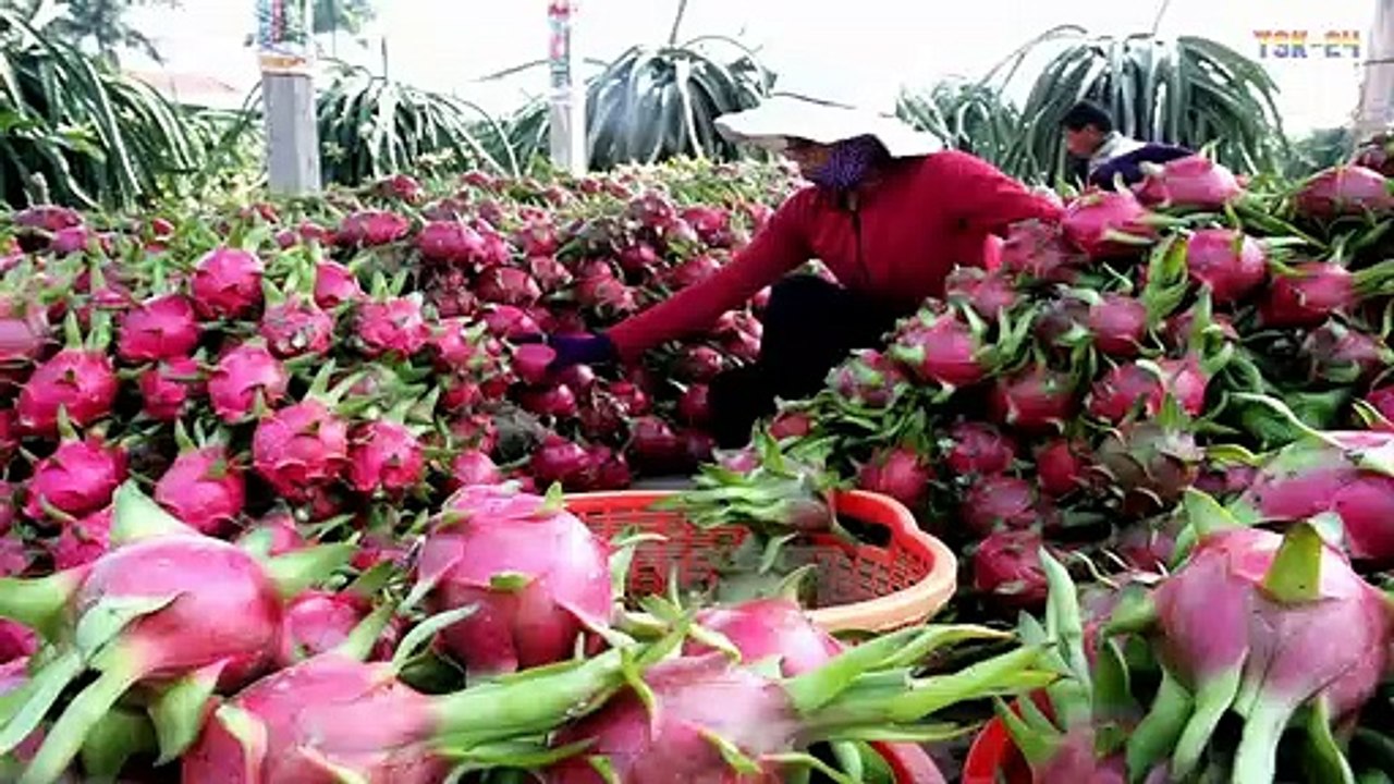 WOW! Strange Dragon fruit - Amazing Agriculture Technology