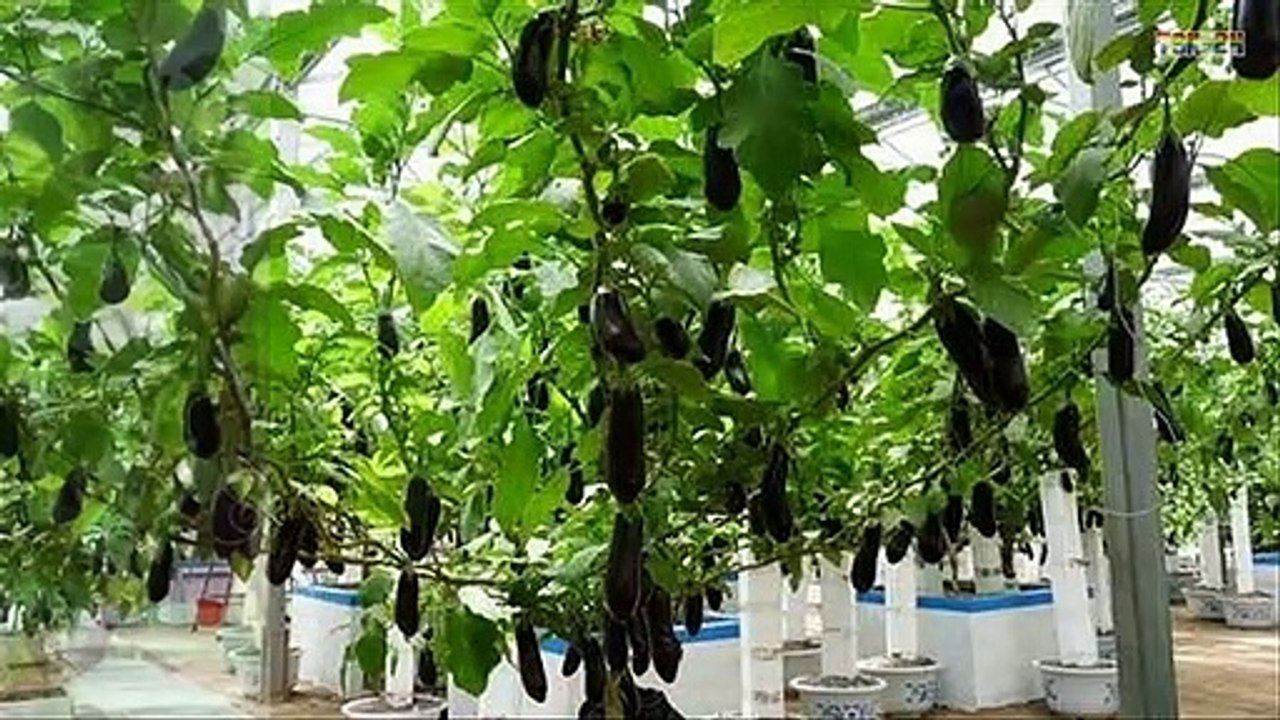 WOW! Amazing New Agriculture Technology - Eggplant