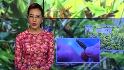 Hàng triệu con châu chấu đang tàn phá hoa màu | VTC16