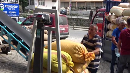 Fındık manavlarının yoğun mesaisi başladı
